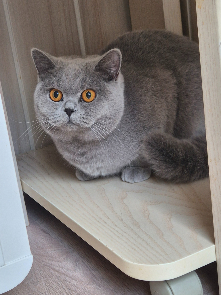 Vodka de la dent du chat