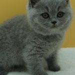 ANCIEN CHATON 5
