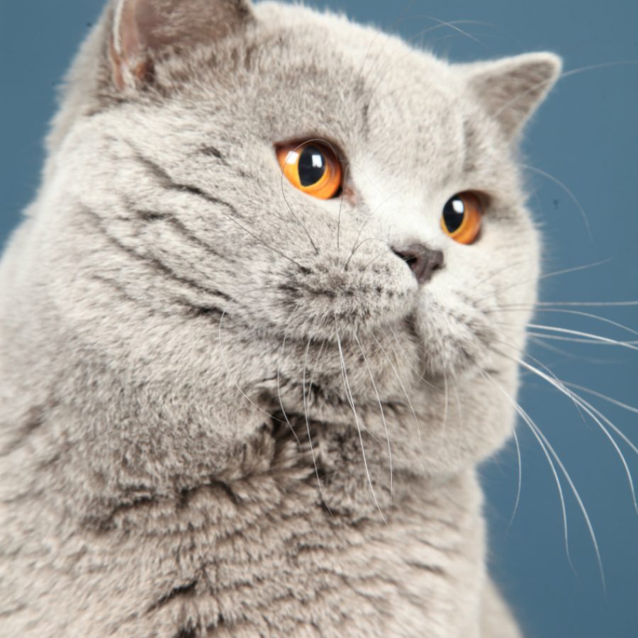 i285134164373789834-qizxr9sfcqpb8y0zxiej9yjubp0p82uimv803cyiw8