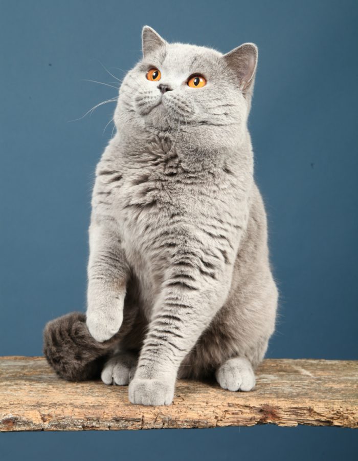 i285134164373790268-qizxr9scx15ky4e3ru1440j50phugcdg291buh20x4