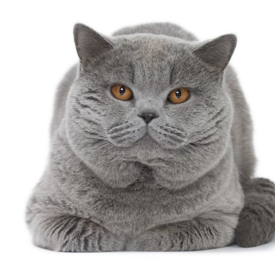 i285134164407074831-qizxr9sfcqpb8y0zxiej9yjubp0p82uimv803cyiw8