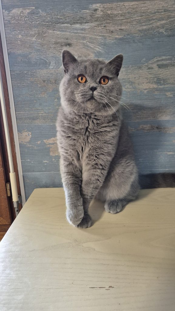 watson des joyaux de millau