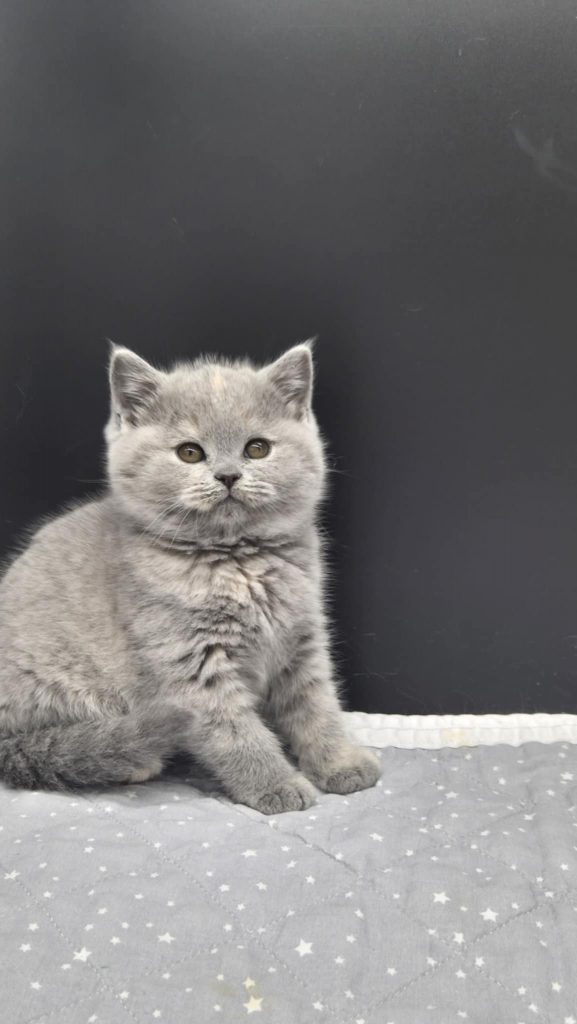 Femelle bleue crème