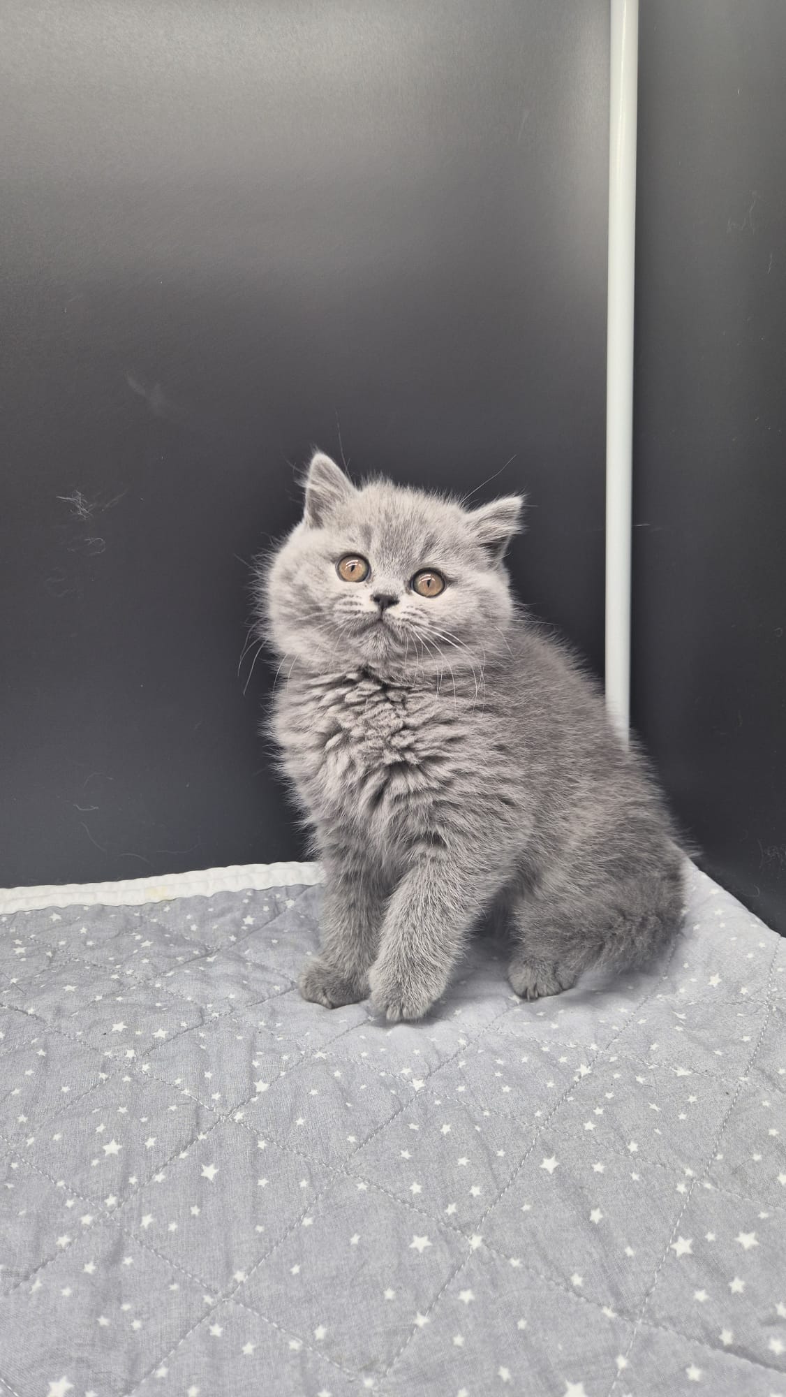 BEBE