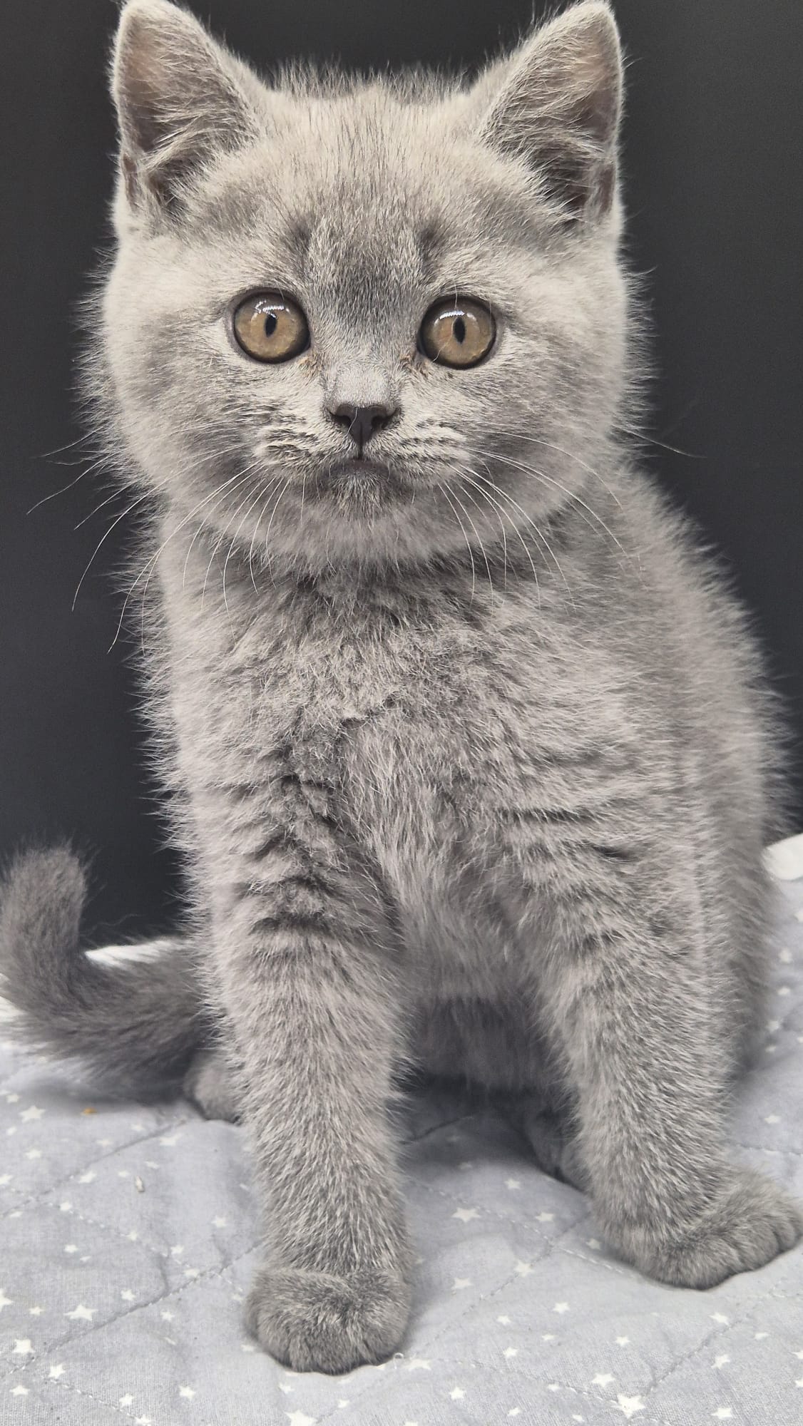 BERLIOZ